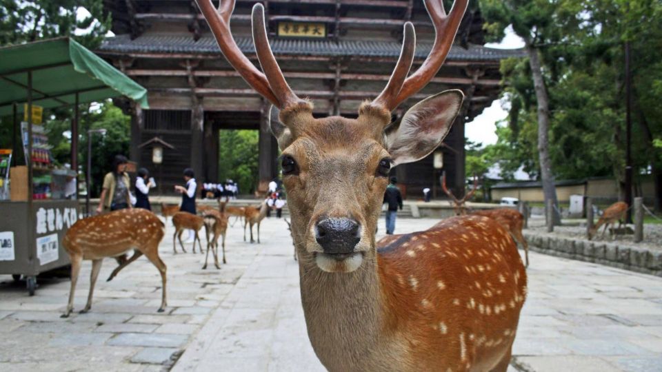 From Osaka: Fushimi Inari Shrine, Kyoto, and Nara Day Trip - Experience Insights