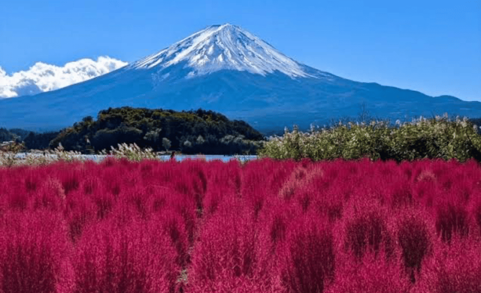 From Tokyo: Mount Fuji Full Day Private Tours English Driver - Customer Reviews