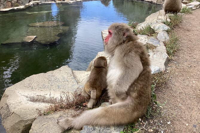 Full Day Snow Monkey Tour To-And-From Tokyo, up to 12 Guests - Reviews and Ratings Overview