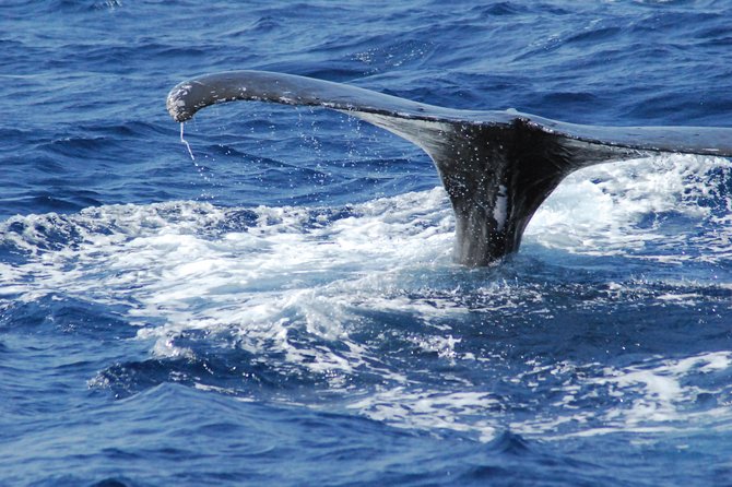 Great Whale Watching at Kerama Islands and Zamami Island - Tour Duration and Itinerary