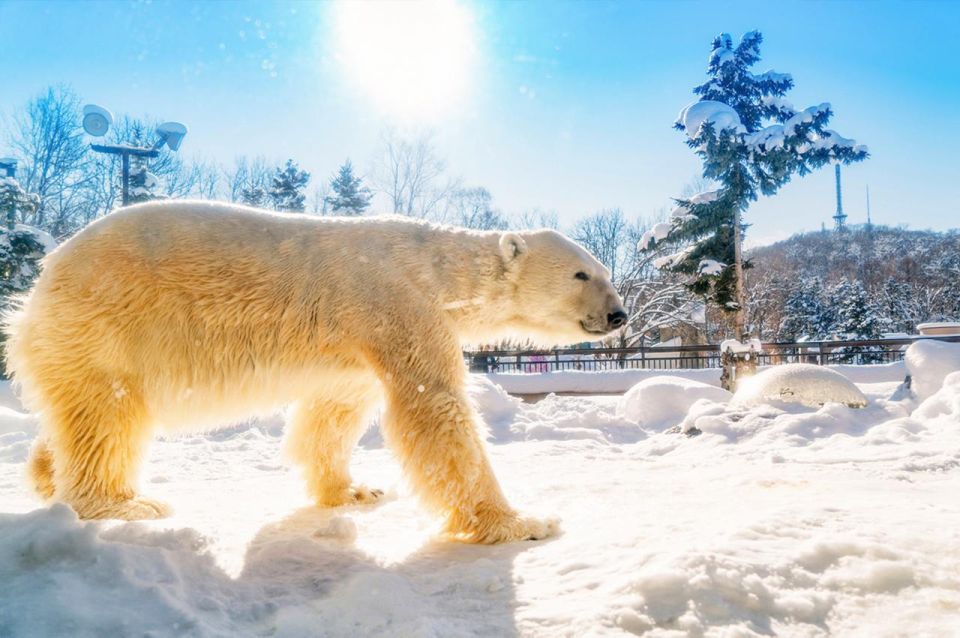 Hokkaido:Asahiyama Zoo, Shirahige Falls & Biei Pond Day Tour - Inclusions