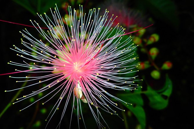 [Ishigaki, Okinawa] Limited-time 'Sagari-bana' Viewing Tour - Event Overview