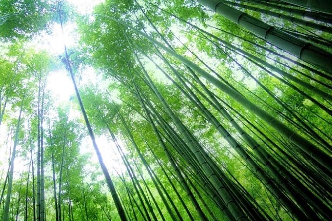 Kamakura Bamboo Forest and Great Buddha Private Tour - Tour Description