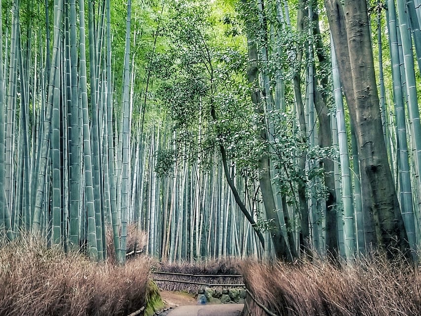 Kyoto and Nara Golden Route 1 Day Bus Tour From Kyoto - Experience