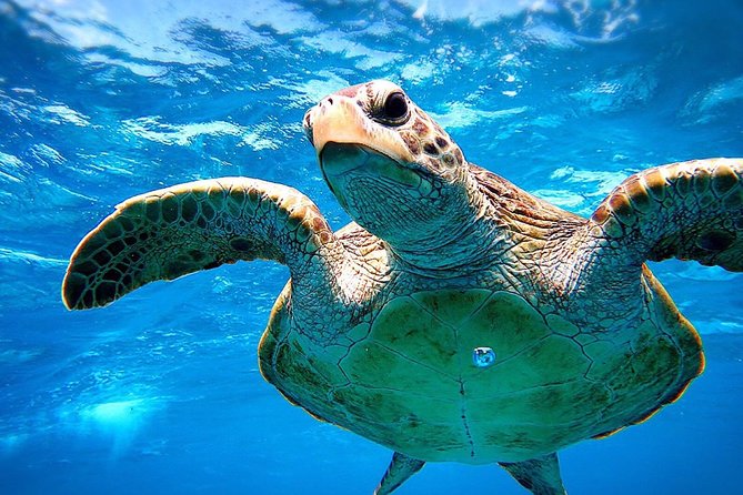 [Miyakojima Snorkel] Private Tour From 2 People Go to Meet Cute Sea Turtle - Additional Assistance