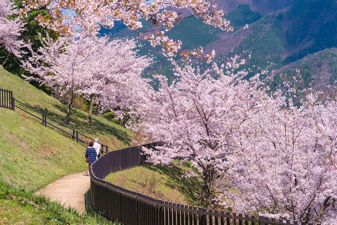 Mt. Fuji Cherry Blossom One Day Tour From Tokyo - Itinerary Highlights