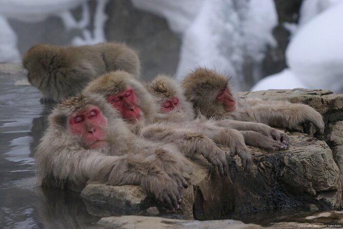 Nagano Snow Monkey 1 Day Tour With Beef Sukiyaki Lunch From Tokyo - Booking Information and Policies