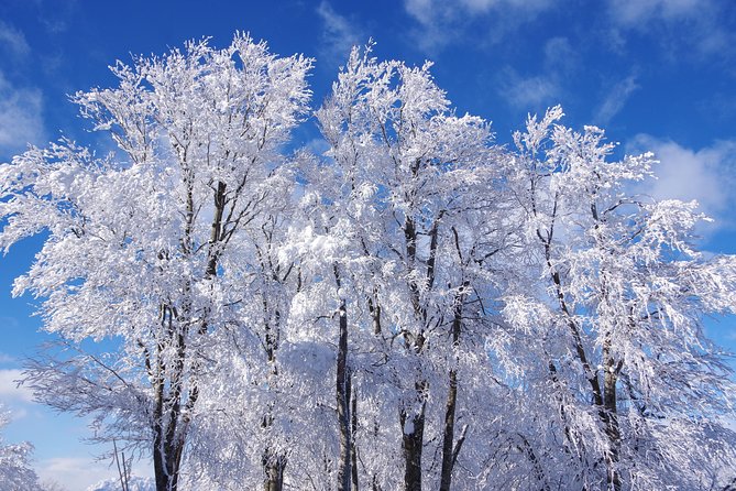 Nagano Winter Special Tour "Snow Monkey and Snowshoe Hiking"!! - Meeting and Pickup Details