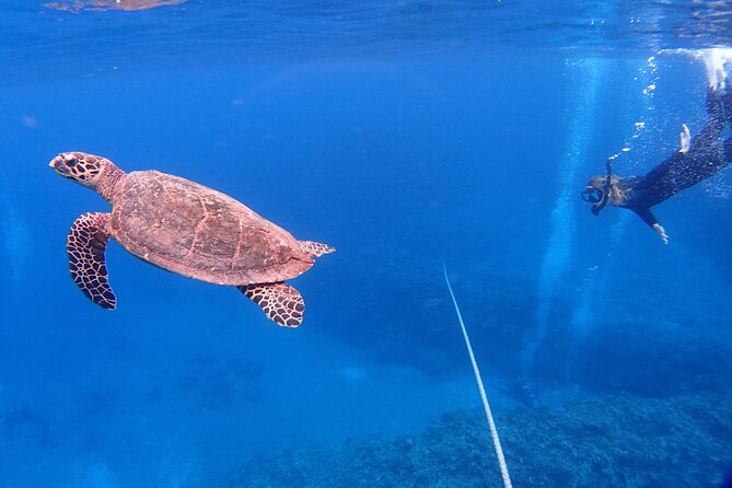 NAHA Snorkeling Boat Trip (Afternoon Half-day ) - Price and Group Size Information