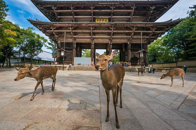 Nara Full-Day Private Tour - Kyoto Dep. With Licensed Guide - Cancellation Policy and Weather Considerations