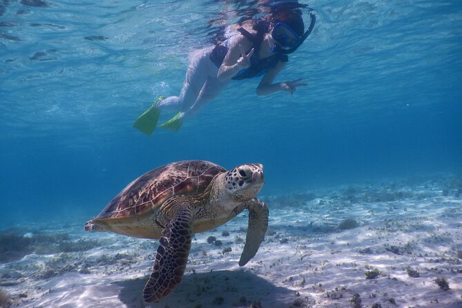 Sea Turtle Snorkel at Kerama Islands and Zamami Island - Experienced Guides