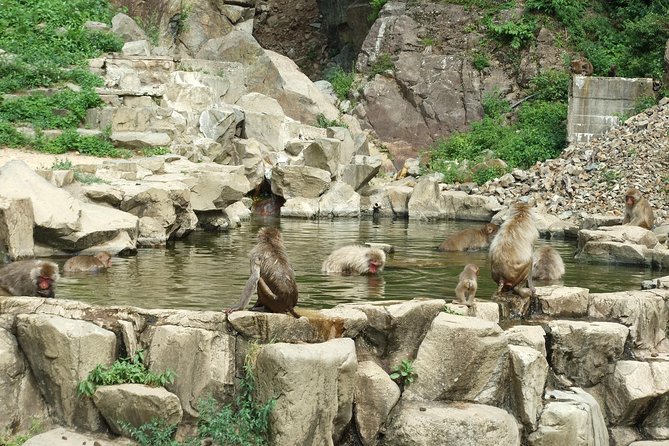 Snow Monkeys in the 'Jigokudani Yaen-koen' Park and Obuse Town - Inclusions: Private Transportation