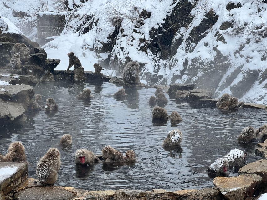 Snow Monkeys Zenkoji Temple One Day Private Sightseeing Tour - Common questions