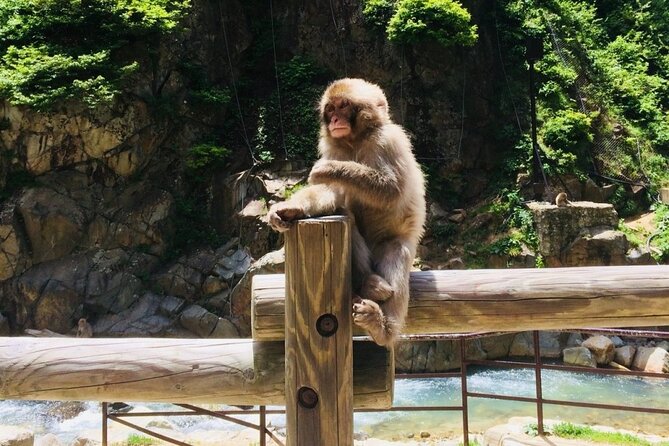 (Spring Only) 1-Day Snow Monkeys & Cherry Blossoms in Nagano Tour - Expectations and Policies