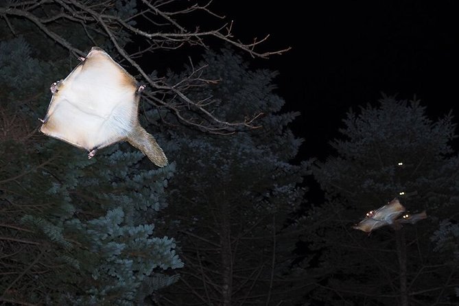 Wild Japanese Flying Squirrel Watching Tour in Nagano - Important Details and Recommendations