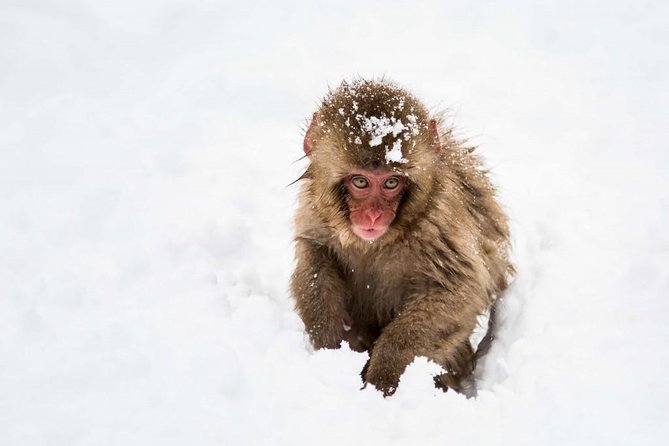 1-Day Snow Monkeys, Zenko-ji Temple & Sake in Nagano - Customer Feedback