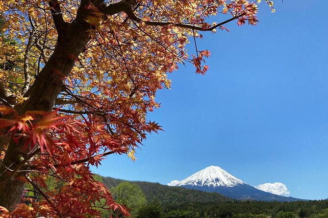 Aokigahara Nature Conservation Full-Day Hiking Tour - Cancellation and Refund Policy