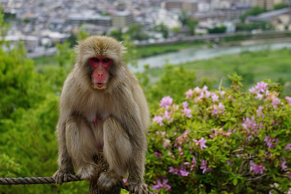 Arashiyama Kyoto: Bamboo Forest, Monkey Park & Secrets - Inclusions and Exclusions