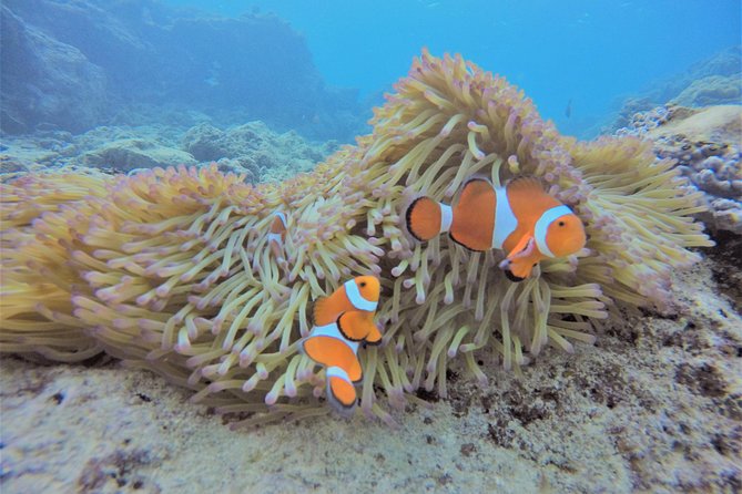 Blue Cave Experience Diving! [Okinawa Prefecture] Feeding & Photo Image Free! English, Chinese Guide - Understanding the Cancellation Policy