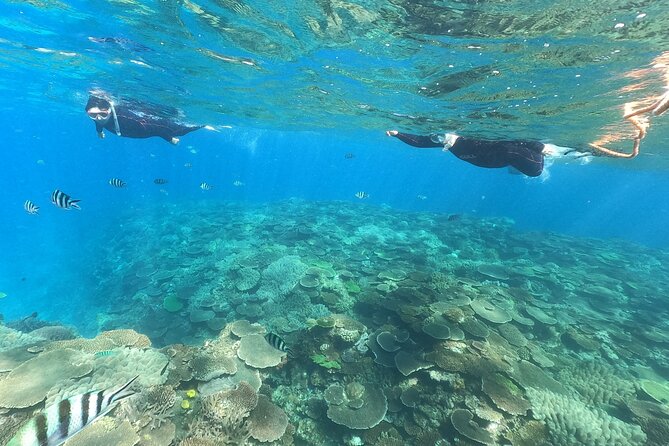 Boat Snorkeling Trip 2 Rounds at Minna Isl or Sesoko , Okinawa - Assistance and Support