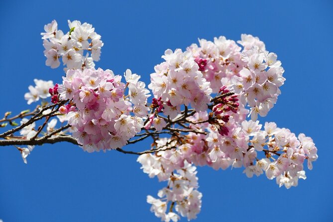 Cherry Blossom Private Tour - Booking Process