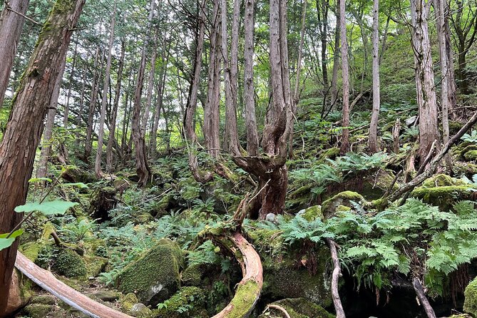 Ebike Tour in Lake Shirakaba and Tateshina Highland Japan - Reviews and Support