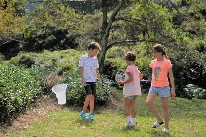 Family Picnic in a Tea Field - Experience Highlights