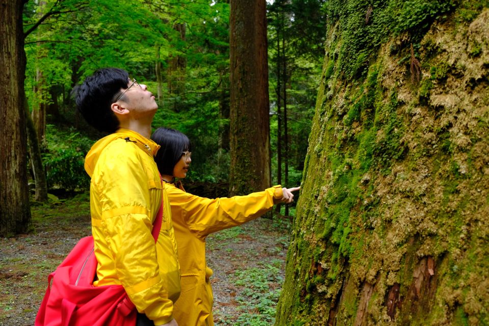 Fm Odawara: Forest Bathing and Onsen With Healing Power - Onsen Relaxation and Japanese Lunch