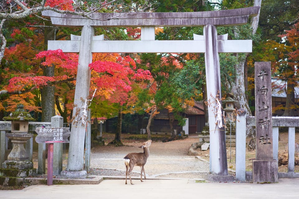 From Kyoto or Osaka: Private Walking Tour Through Nara - Tour Highlights