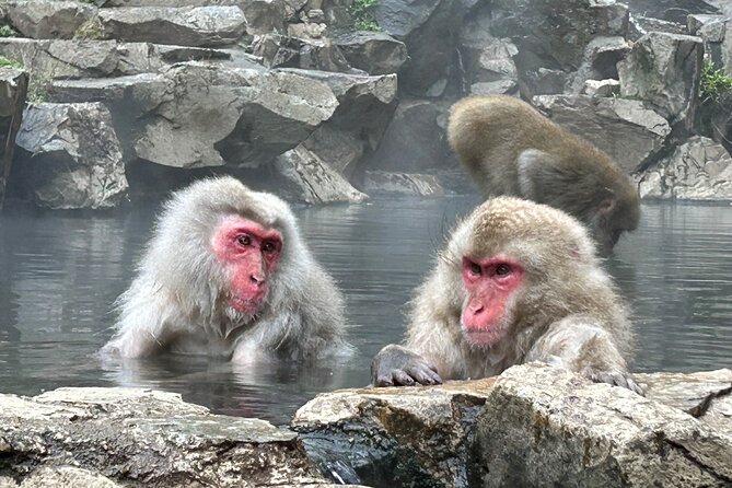 Full Day Snow Monkey Tour To-And-From Tokyo, up to 12 Guests - Traveler Photos and Feedback