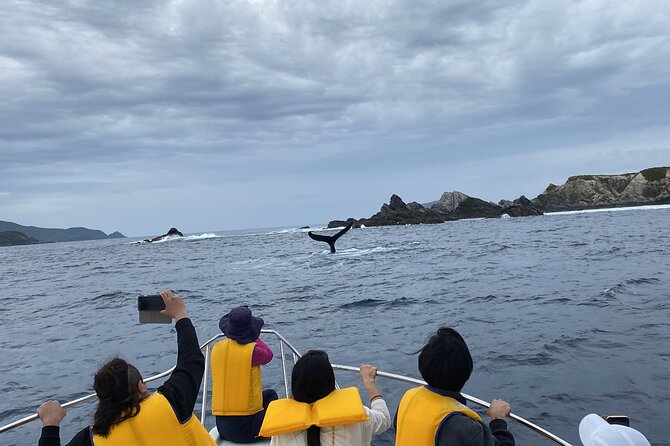 Great Whale Watching at Kerama Islands and Zamami Island - Wildlife Spotting Tips