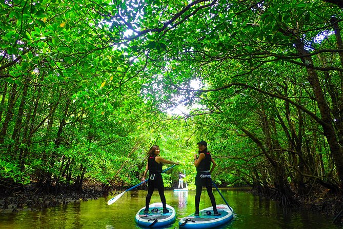 Iriomote Stand-Up Paddling (SUP)/Canoeing in a World Heritage Site & Limestone Cave Exploration - Traveler Photos