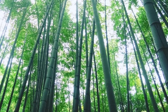 Kamakura Bamboo Forest and Great Buddha Private Tour - Booking Information