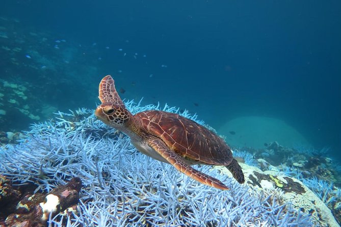 [Miyakojima, Diving Experience] Fully Private for Groups of 2 or More. Encounter Sea Turtles and Sharks Occasionally - Frequently Asked Questions