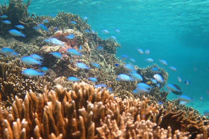 [Miyakojima Snorkel] Private Tour From 2 People Enjoy From 3 Years Old! Enjoy Nemo, Coral and Miyako - Accessibility Information