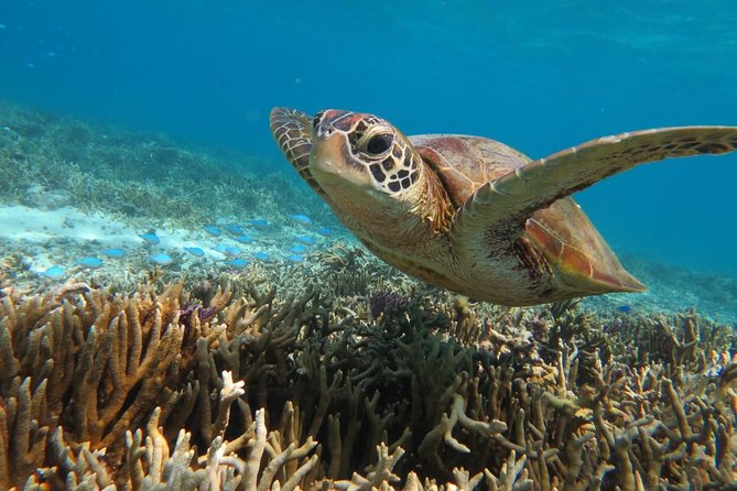 [Miyakojima Snorkel] Private Tour From 2 People Go to Meet Cute Sea Turtle - General Information