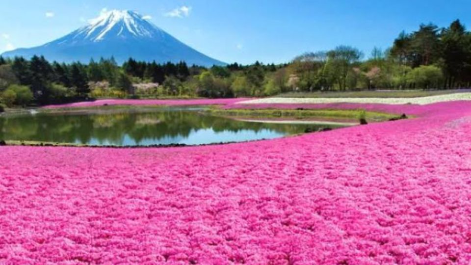 Mount Fuji Full Day Adventure Tour by Car With Pick-Up - Additional Information