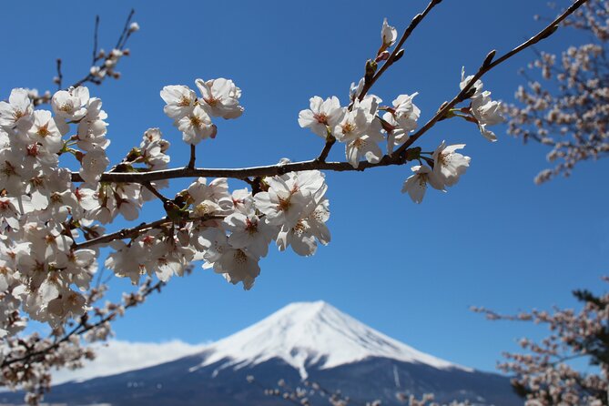 Mt. Fuji Cherry Blossom One Day Tour From Tokyo - Helpful Tips