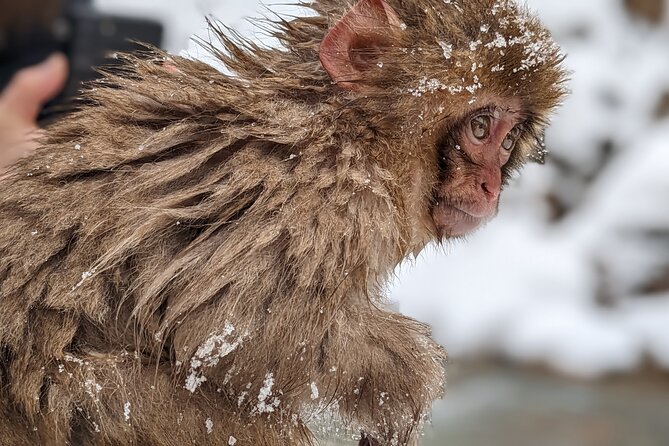 Nagano Snow Monkey 1 Day Tour With Beef Sukiyaki Lunch From Tokyo - Traveler Experience and Reviews