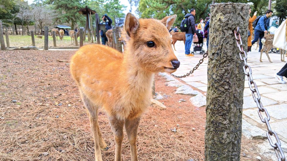 Nara: City Highlights Shared Group or Private Bike Tour - Important Information