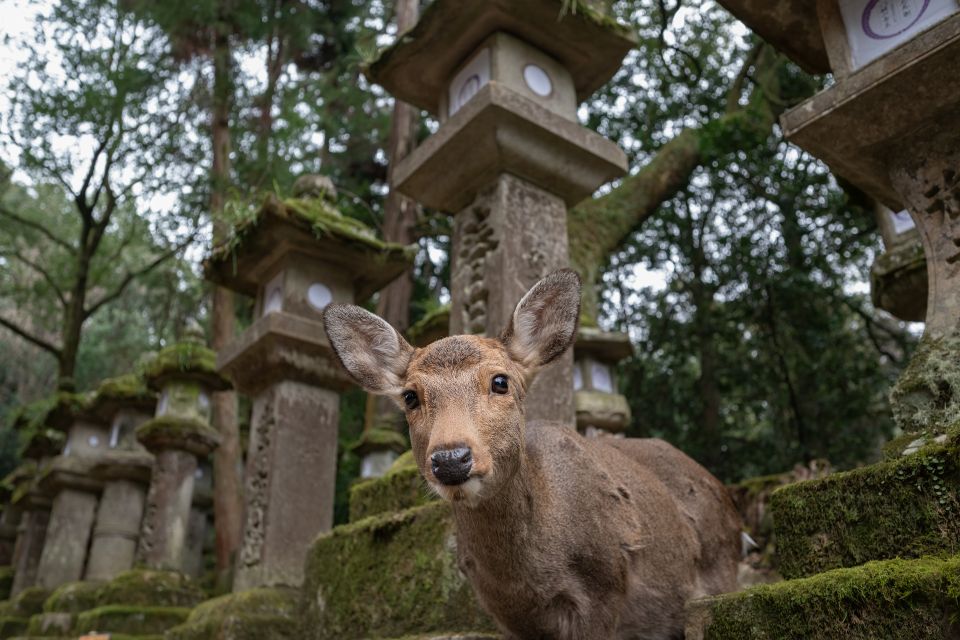 Nara: Todai-Ji and Nara Park (Guía En Español) - Inclusions