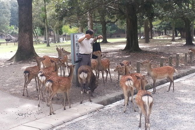 Nara Todaiji Lazy Bird Tour - Pricing Details