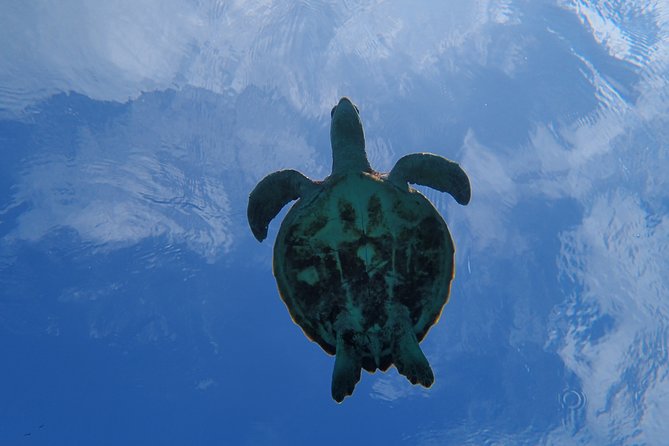 [Okinawa Miyako] Swim in the Shining Sea! Sea Turtle Snorkeling - Booking and Pricing