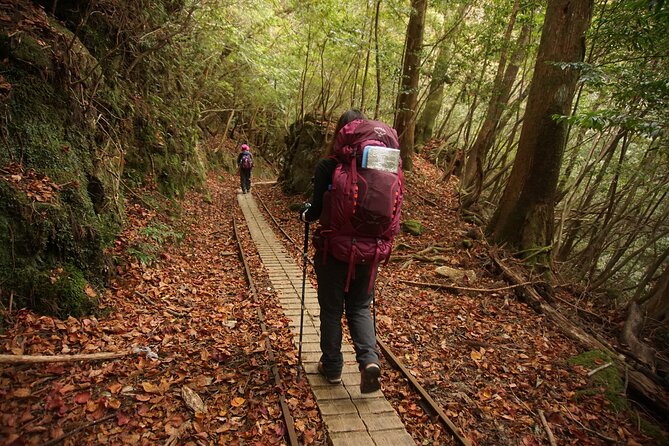 [Private Guide & Plan With Bento] Let's Walk in the Ancient Forest of Jomon Cedar, Thousands of Years Old! - Expectations