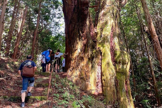 Private Guided Rural E Bike Mini Tour in Aso Minamioguni - Contact Information