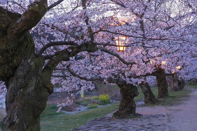 Private Hiroshima Cherry Blossom and Sakura Experience - Visitor Reviews and Ratings