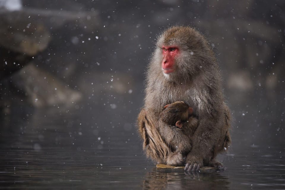 Private Snow Monkey Zenkoji Temple Sightseeing Day Tour - Cancellation Policy and Group Size