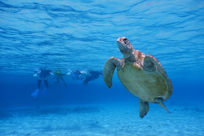 Sea Turtle Snorkel at Kerama Islands and Zamami Island - Safety Precautions