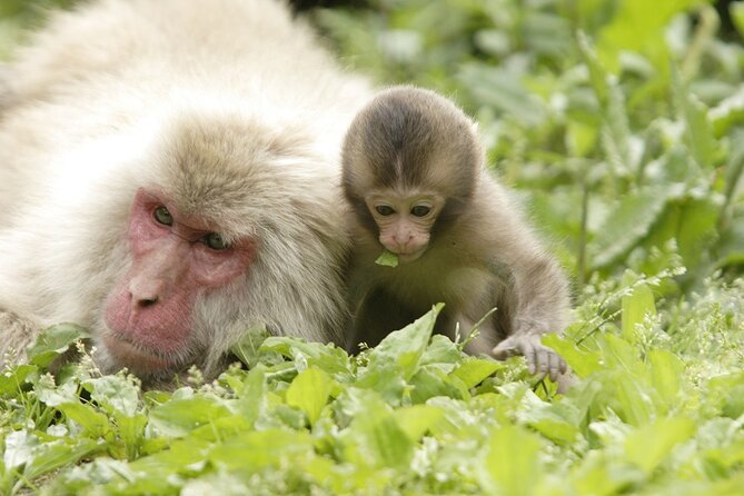 Snow Monkey Park & Miso Production Round Trip Day Tour From Tokyo - Important Reminders