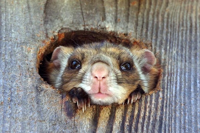 Wild Japanese Flying Squirrel Watching Tour in Nagano - Cancellation Policy and Flexibility